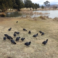 Fulica atra at Gordon, ACT - 8 Aug 2018 12:53 PM