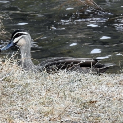 Anas superciliosa (Pacific Black Duck) at Point Hut Pond - 8 Aug 2018 by RodDeb