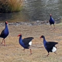 Porphyrio melanotus (Australasian Swamphen) at Point Hut Pond - 8 Aug 2018 by RodDeb