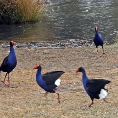 Porphyrio melanotus (Australasian Swamphen) at Point Hut Pond - 8 Aug 2018 by RodDeb