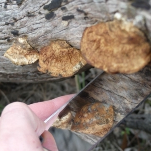 Truncospora ochroleuca at Majura, ACT - 6 Aug 2018