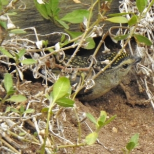 Pardalotus punctatus at Aranda, ACT - 8 Aug 2018