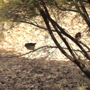 Pardalotus punctatus at Aranda, ACT - 8 Aug 2018