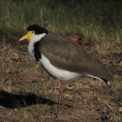 Vanellus miles (Masked Lapwing) at Banks, ACT - 6 Aug 2018 by MichaelBedingfield