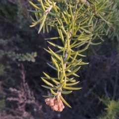 Grevillea juniperina (Grevillea) at Bullen Range - 5 Aug 2018 by michaelb