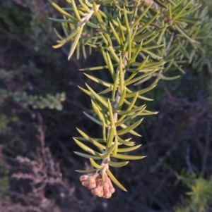 Grevillea juniperina at Bullen Range - 5 Aug 2018