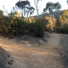 Grevillea juniperina at Bullen Range - 5 Aug 2018