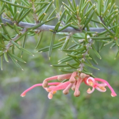 Grevillea juniperina (Grevillea) at Bullen Range - 5 Aug 2018 by MichaelBedingfield