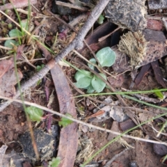 Pterostylis sp. at Hackett, ACT - 9 Aug 2018