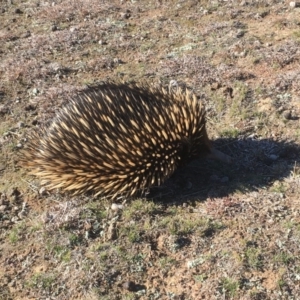 Tachyglossus aculeatus at Forde, ACT - 9 Aug 2018 02:28 PM