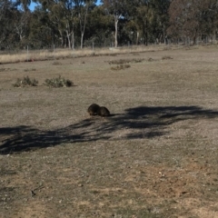 Tachyglossus aculeatus (Short-beaked Echidna) at Mulligans Flat - 9 Aug 2018 by Mothy