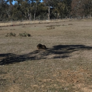 Tachyglossus aculeatus at Forde, ACT - 9 Aug 2018 02:15 PM