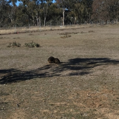 Tachyglossus aculeatus (Short-beaked Echidna) at Forde, ACT - 9 Aug 2018 by Mothy