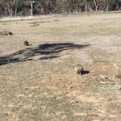 Tachyglossus aculeatus at Forde, ACT - 9 Aug 2018