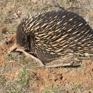 Tachyglossus aculeatus at Gungahlin, ACT - 9 Aug 2018