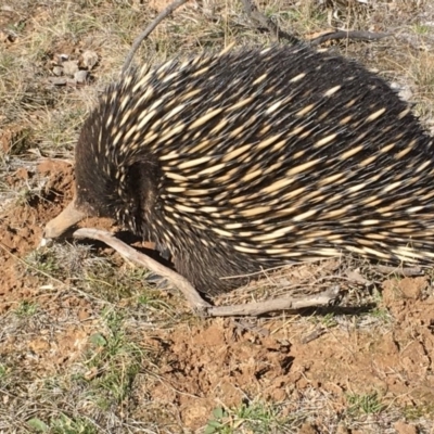 Tachyglossus aculeatus (Short-beaked Echidna) at Gungahlin, ACT - 9 Aug 2018 by Mothy