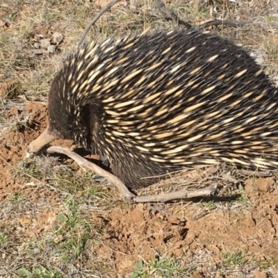 Tachyglossus aculeatus (Short-beaked Echidna) at Gungahlin, ACT - 9 Aug 2018 by Mothy