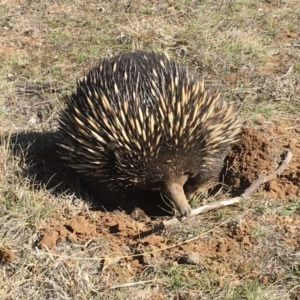 Tachyglossus aculeatus at Gungahlin, ACT - 9 Aug 2018