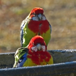 Platycercus eximius at Macarthur, ACT - 9 Aug 2018