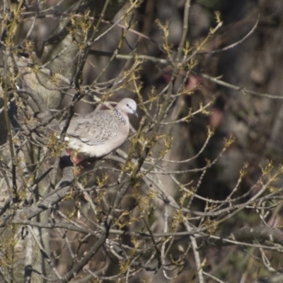 Spilopelia chinensis (Spotted Dove) at Queanbeyan, NSW - 9 Aug 2018 by AlisonMilton