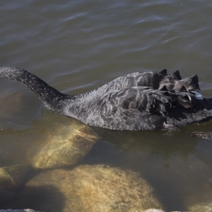 Cygnus atratus at Queanbeyan, NSW - 9 Aug 2018 03:15 PM