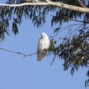 Cacatua sanguinea at Queanbeyan East, NSW - 9 Aug 2018 04:42 PM