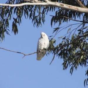 Cacatua sanguinea at Queanbeyan East, NSW - 9 Aug 2018
