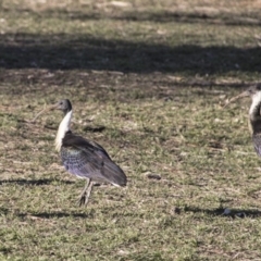 Threskiornis spinicollis (Straw-necked Ibis) at QPRC LGA - 9 Aug 2018 by AlisonMilton