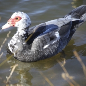 Cairina moschata at Queanbeyan, NSW - 9 Aug 2018 03:06 PM