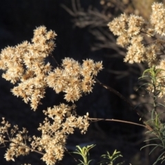 Cassinia quinquefaria (Rosemary Cassinia) at Bullen Range - 5 Aug 2018 by MichaelBedingfield