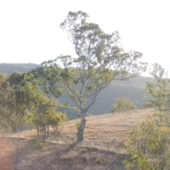 Eucalyptus melliodora (Yellow Box) at Bullen Range - 5 Aug 2018 by MichaelBedingfield