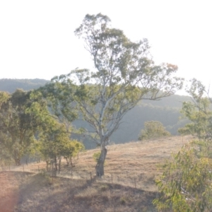 Eucalyptus melliodora at Bullen Range - 5 Aug 2018 05:48 PM