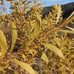 Acacia rubida (Red-stemmed Wattle, Red-leaved Wattle) at Bullen Range - 5 Aug 2018 by MichaelBedingfield