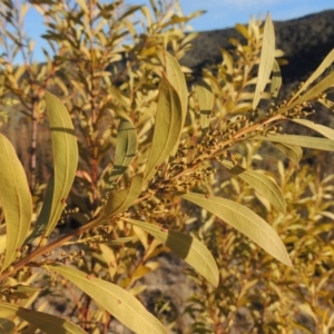 Acacia rubida at Bullen Range - 5 Aug 2018