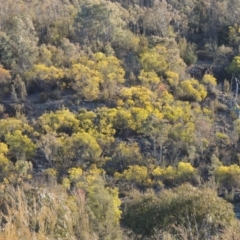Acacia rubida at Bullen Range - 5 Aug 2018