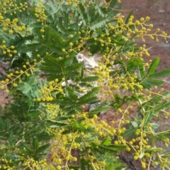 Acacia baileyana x Acacia decurrens (Cootamundra Wattle x Green Wattle (Hybrid)) at Isaacs Ridge and Nearby - 10 Aug 2018 by Mike