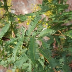 Acacia baileyana x Acacia decurrens at Isaacs Ridge - 10 Aug 2018 02:18 PM