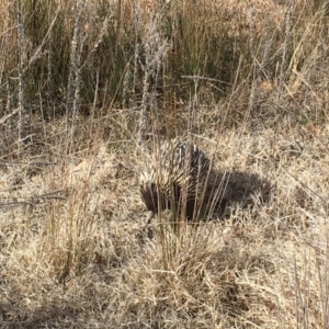 Tachyglossus aculeatus at Gungahlin, ACT - 10 Aug 2018