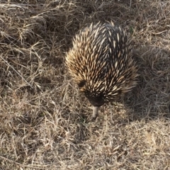 Tachyglossus aculeatus at Gungahlin, ACT - 10 Aug 2018