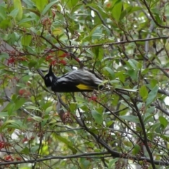 Phylidonyris novaehollandiae (New Holland Honeyeater) at Acton, ACT - 10 Aug 2018 by WalterEgo