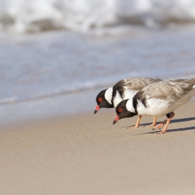 Charadrius rubricollis (Hooded Plover) at Eden, NSW - 10 Aug 2018 by Leo