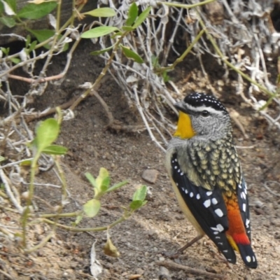 Pardalotus punctatus (Spotted Pardalote) at Aranda, ACT - 10 Aug 2018 by KMcCue