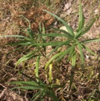 Senecio linearifolius (Fireweed Groundsel, Fireweed) at Corunna State Forest - 8 Aug 2018 by LocalFlowers