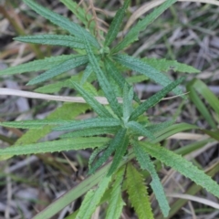 Senecio linearifolius at Corunna, NSW - 8 Aug 2018 12:54 PM