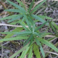 Senecio linearifolius at Corunna, NSW - 8 Aug 2018