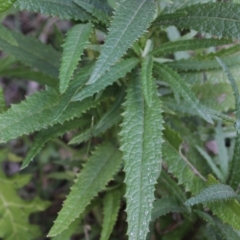 Senecio linearifolius at Corunna, NSW - 8 Aug 2018