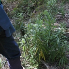 Senecio linearifolius at Corunna, NSW - 8 Aug 2018 12:54 PM