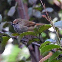 Acanthiza pusilla (Brown Thornbill) at Acton, ACT - 10 Aug 2018 by RodDeb