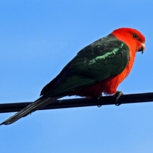 Alisterus scapularis at Macarthur, ACT - 10 Aug 2018