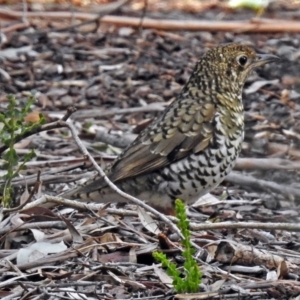 Zoothera lunulata at Acton, ACT - 10 Aug 2018